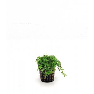 ANUBIAS - MICRANTHEMUM sp. \'MONTECARLO\'
